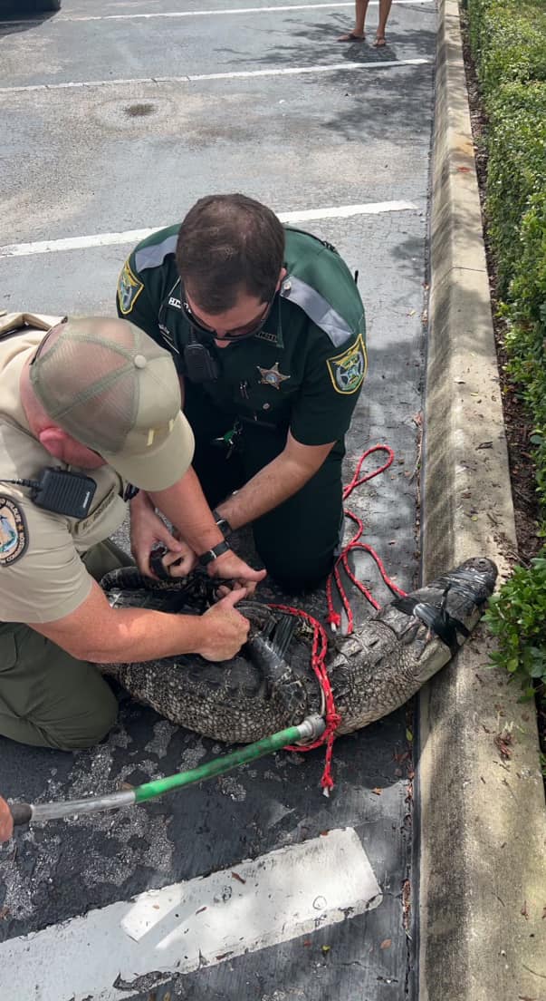 Deputy and trapper wrangle alligator
