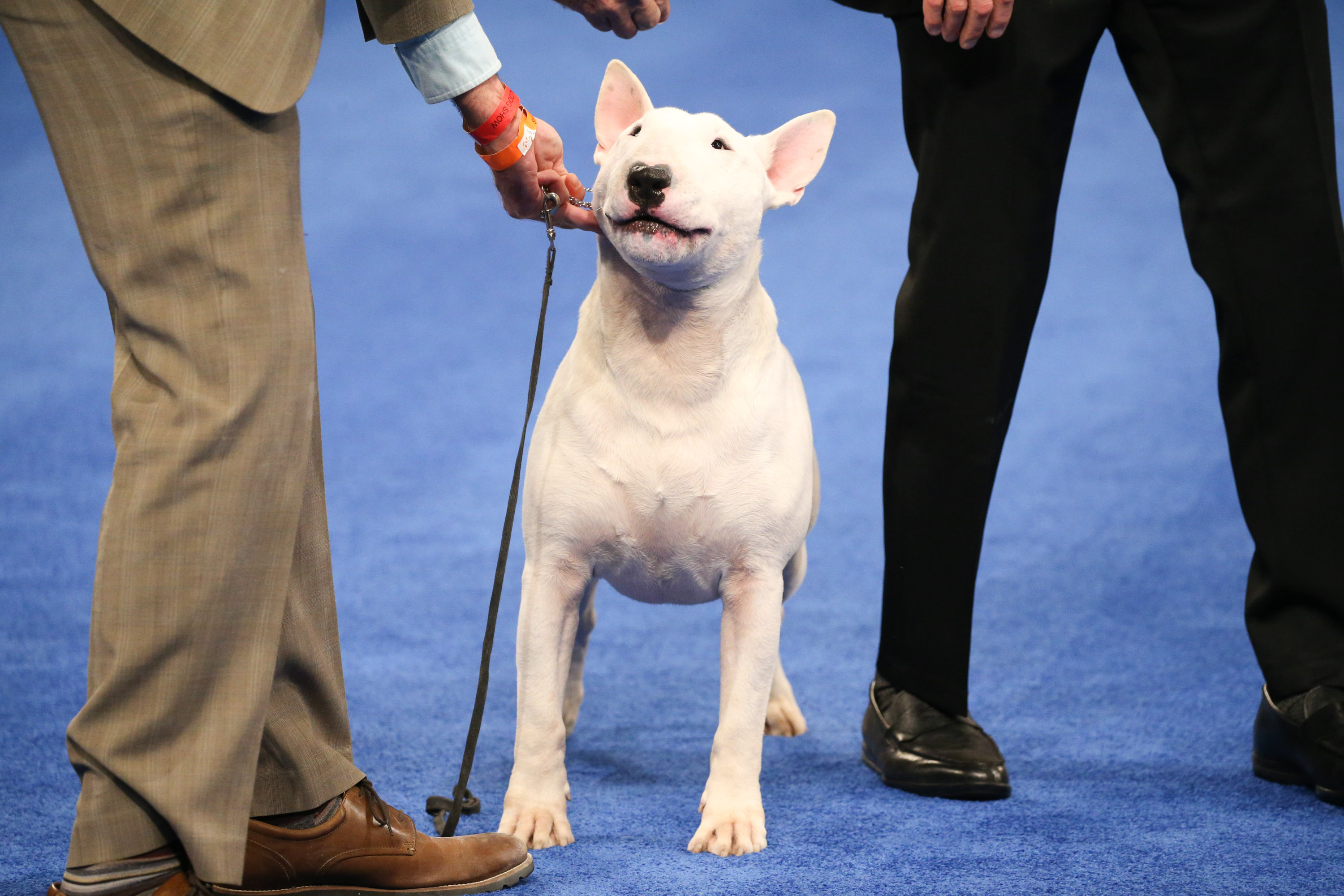 Photos: National Dog Show 2020