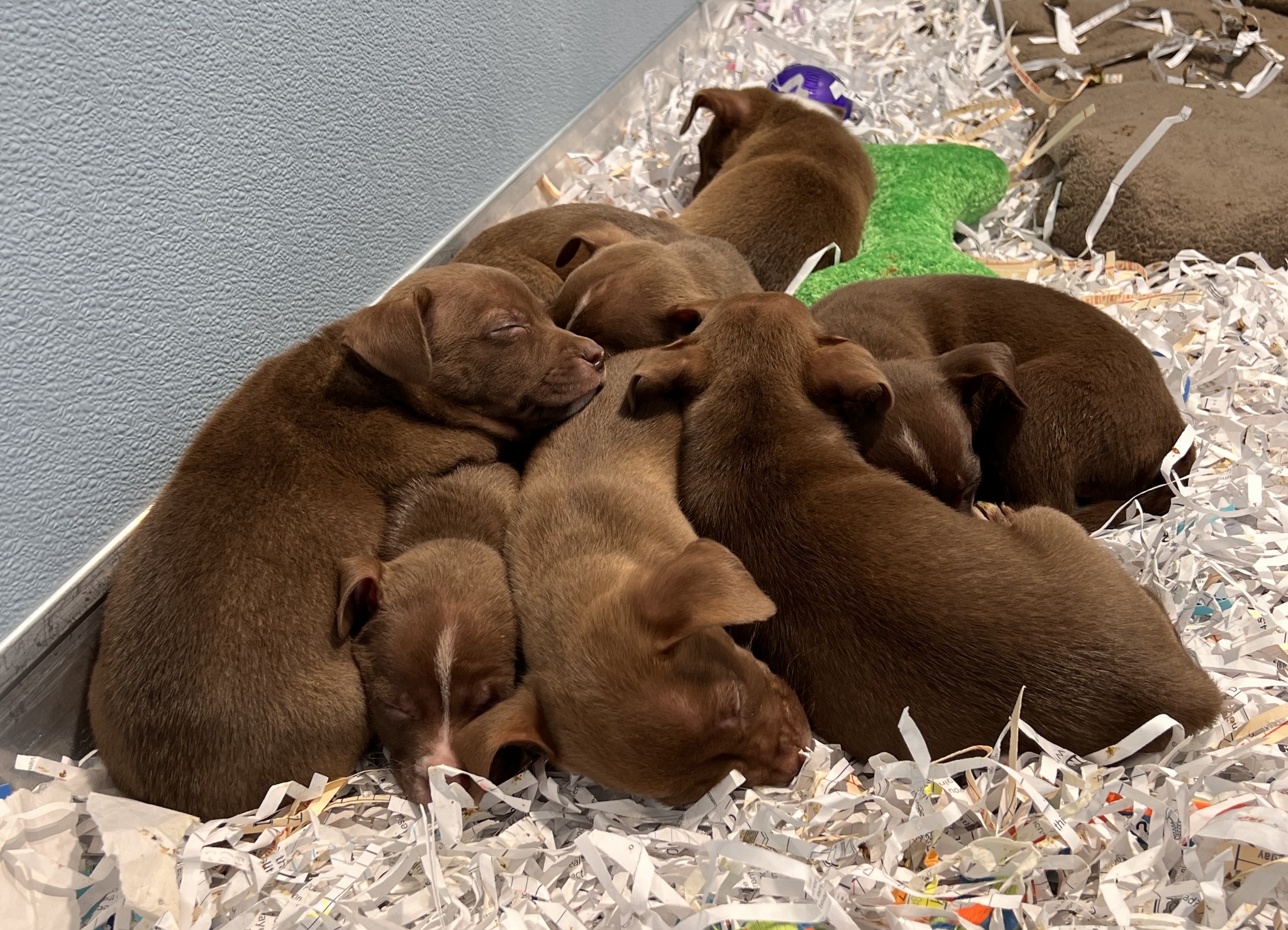 Puppies rescued from suitcase