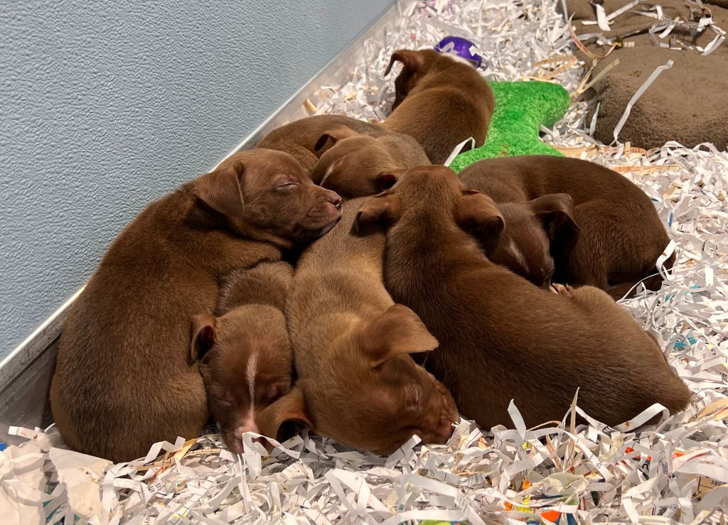 Puppies rescued from suitcase