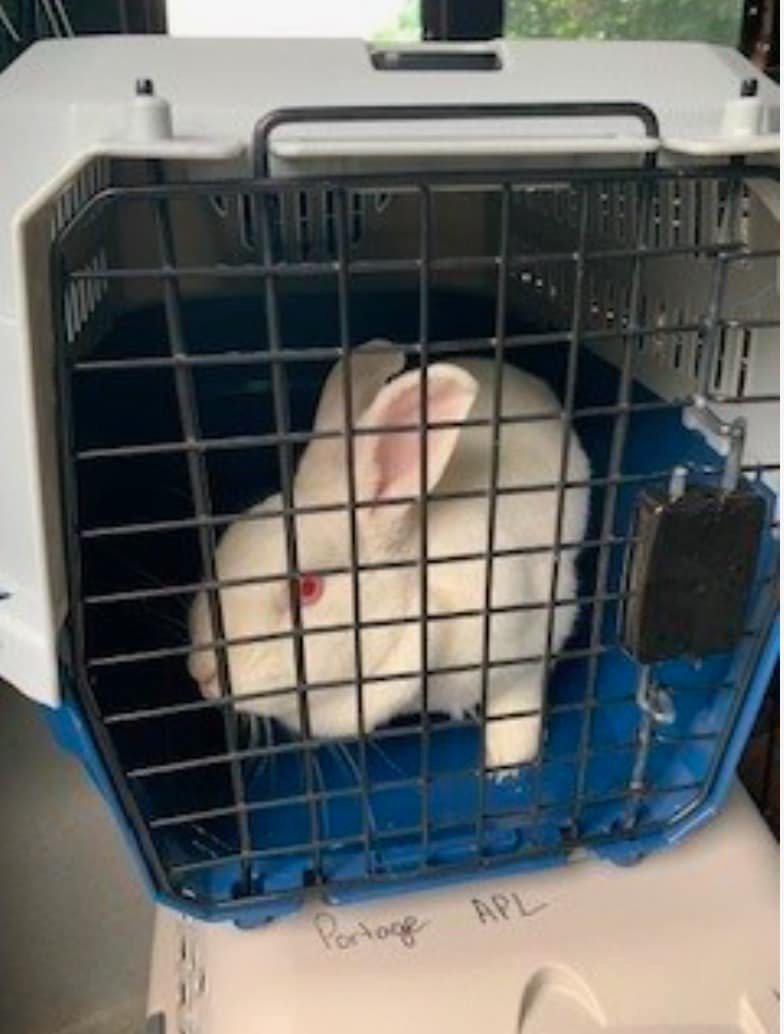 Photos: Dozens of animals and 300 fish rescued in Ohio
