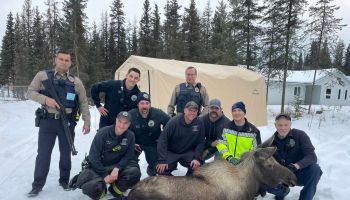 Moose rescue