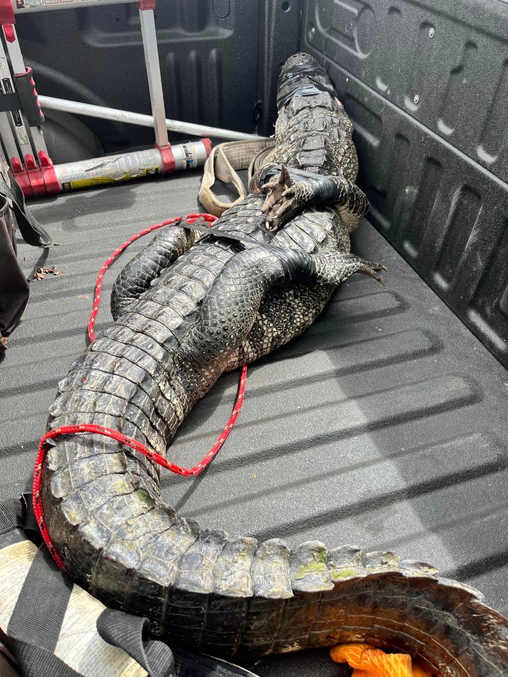 Deputies wrangle alligator ‘loitering’ at Florida Wendy’s
