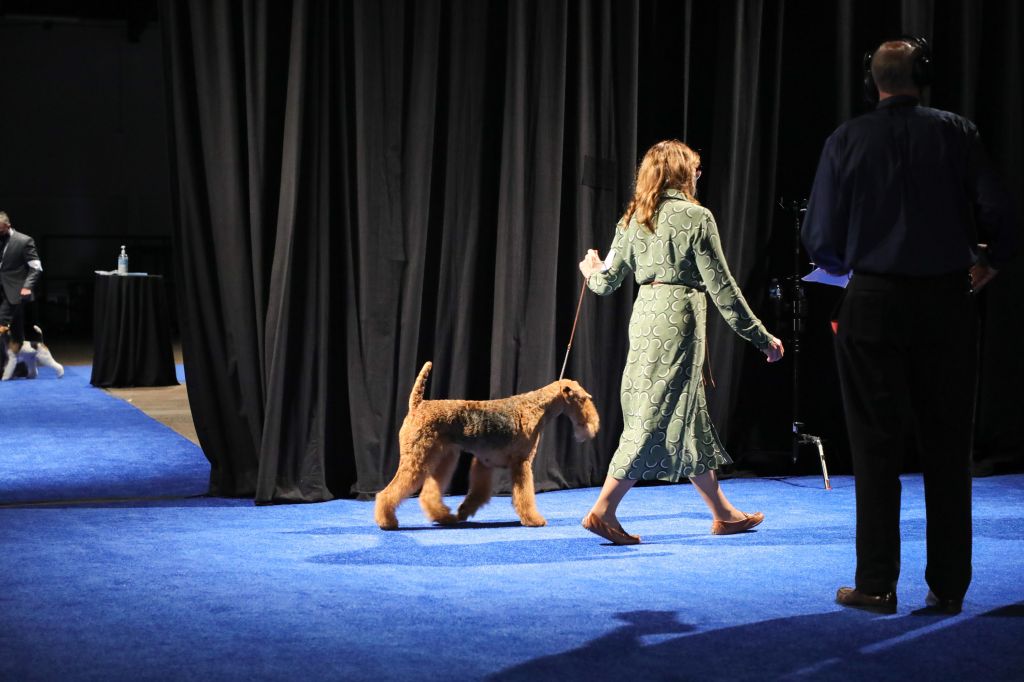 Photos: National Dog Show 2020