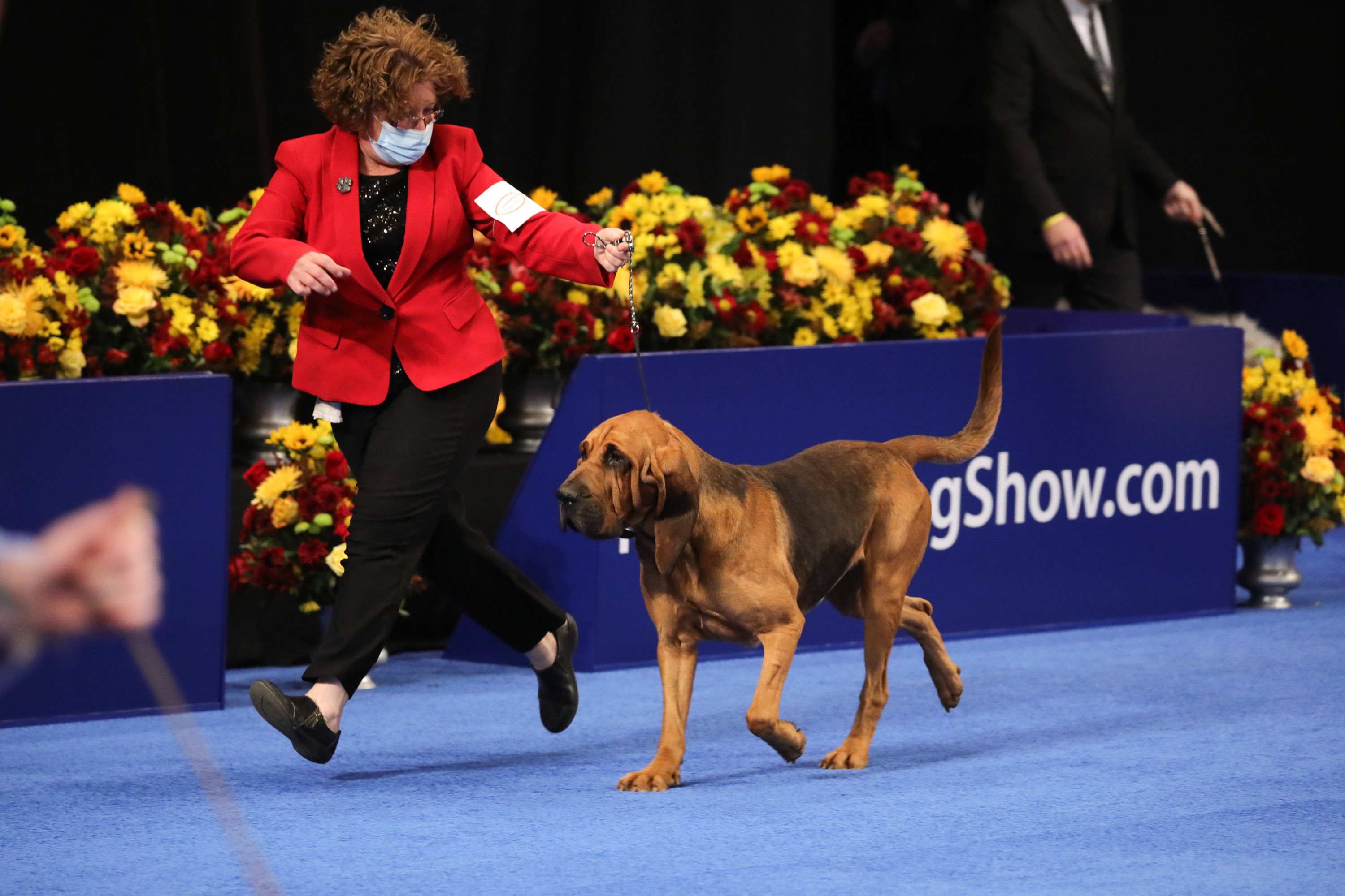 Photos: National Dog Show 2020