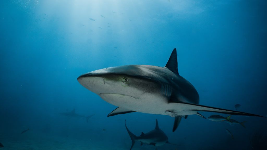 Shark bites 10-year-old girl on Florida beach