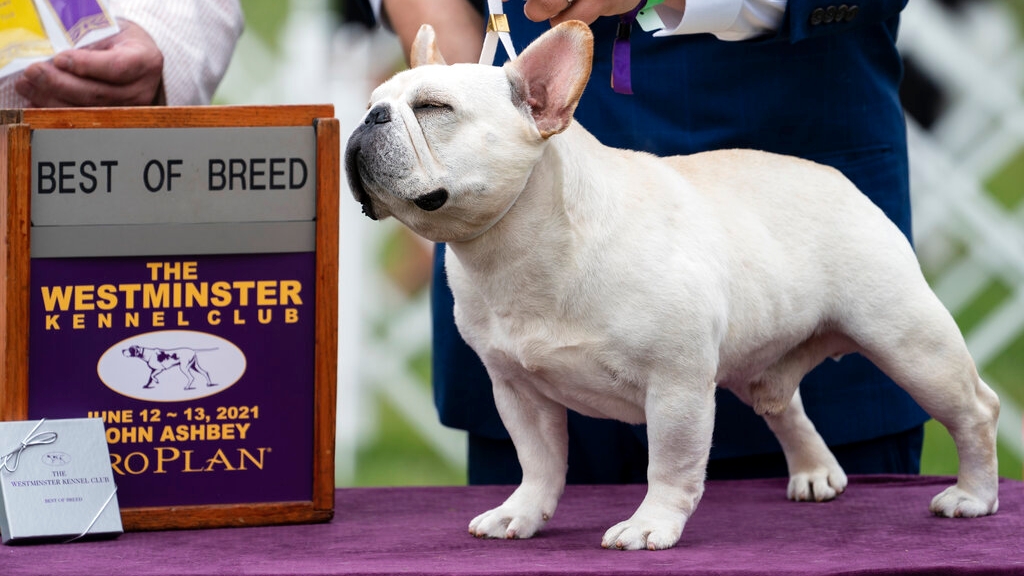 2021 Westminster Dog Show