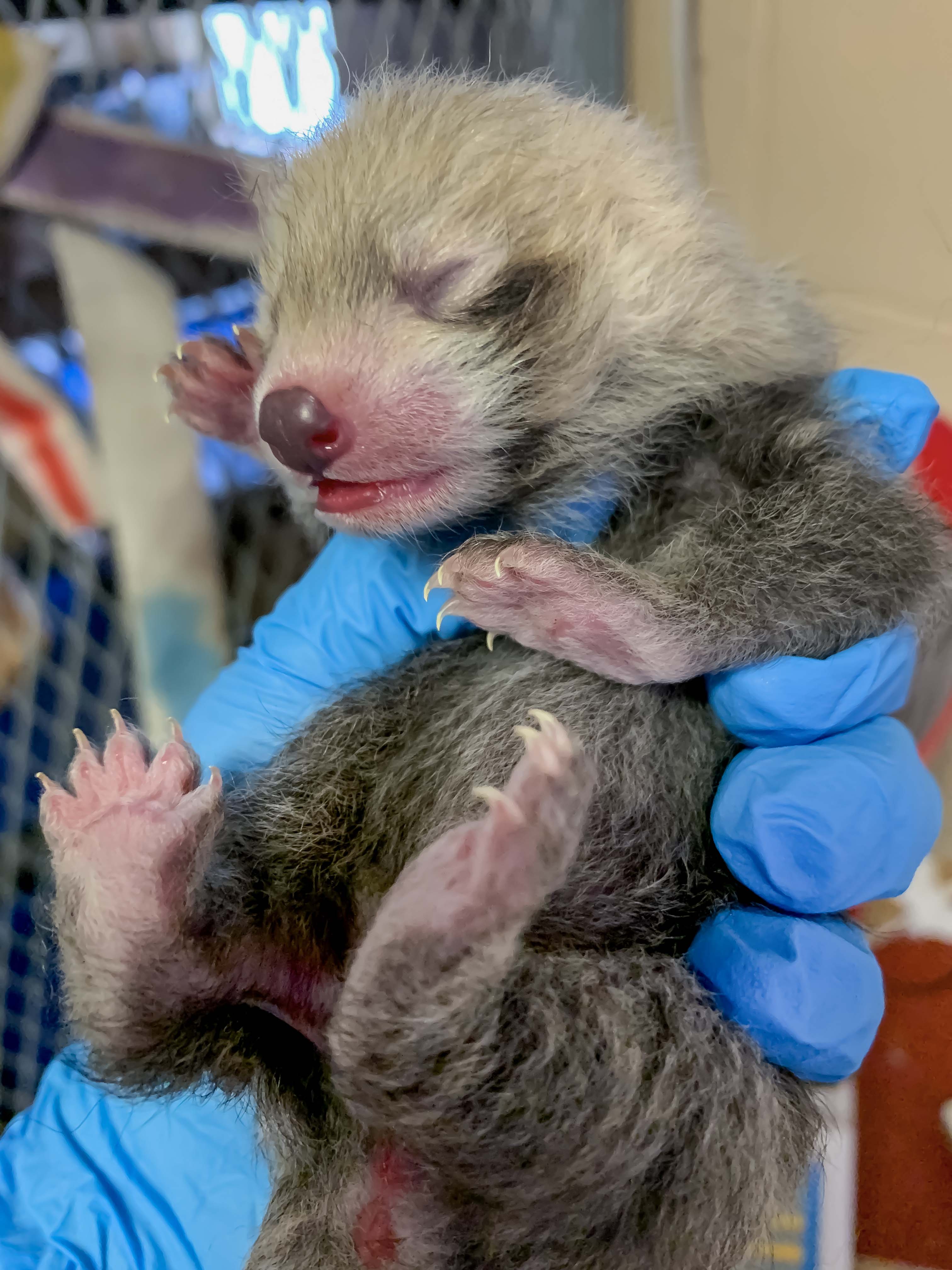 Milwaukee County Zoo welcomes baby red panda