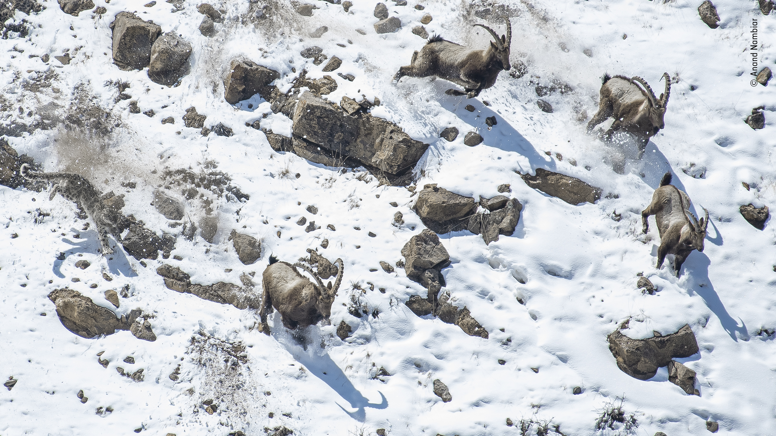 Wildlife Photographer of the Year 2022 entries