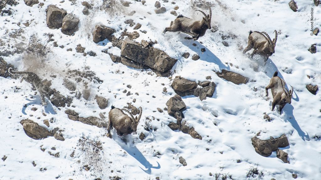 Wildlife Photographer of the Year 2022 entries