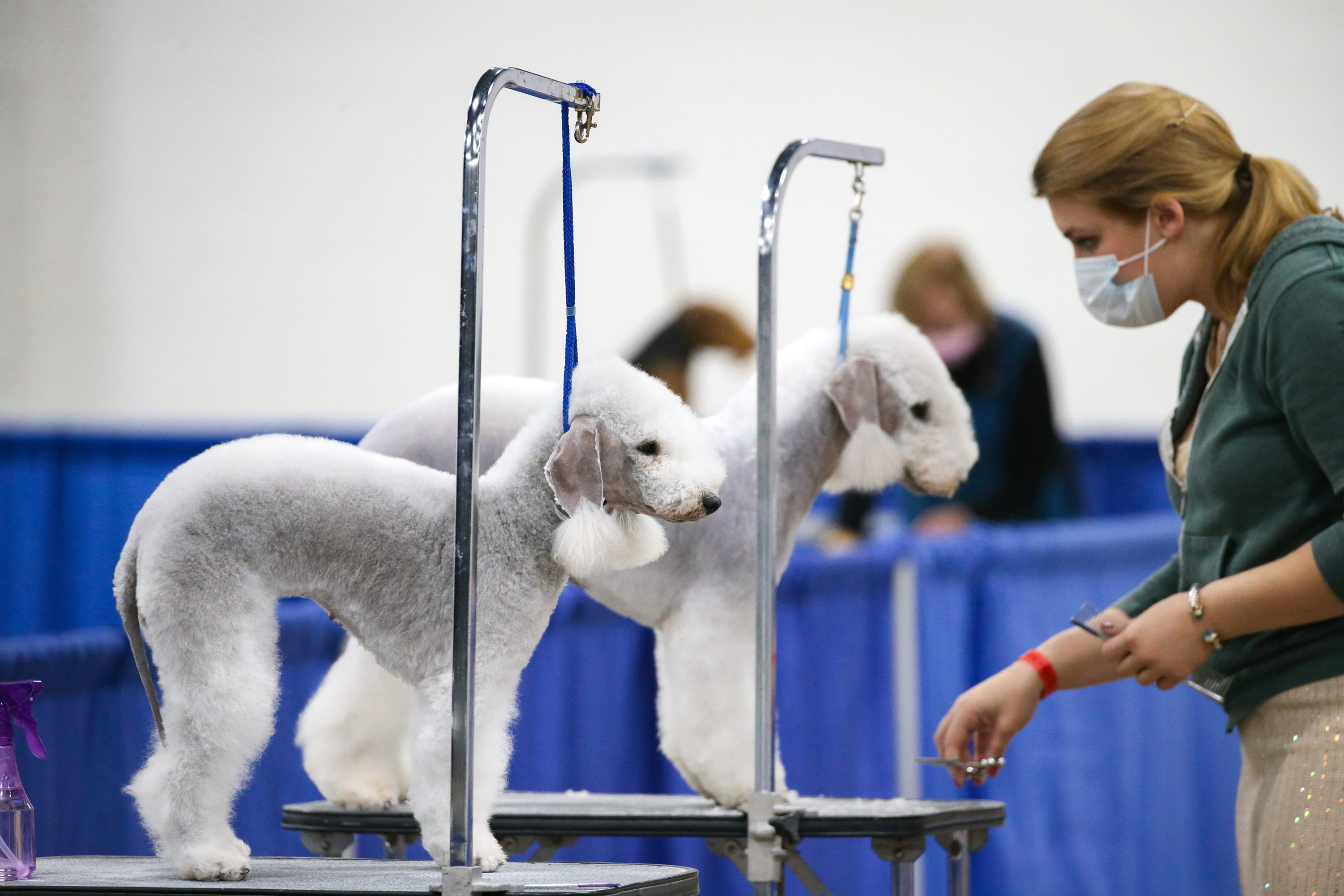 Photos: National Dog Show 2020