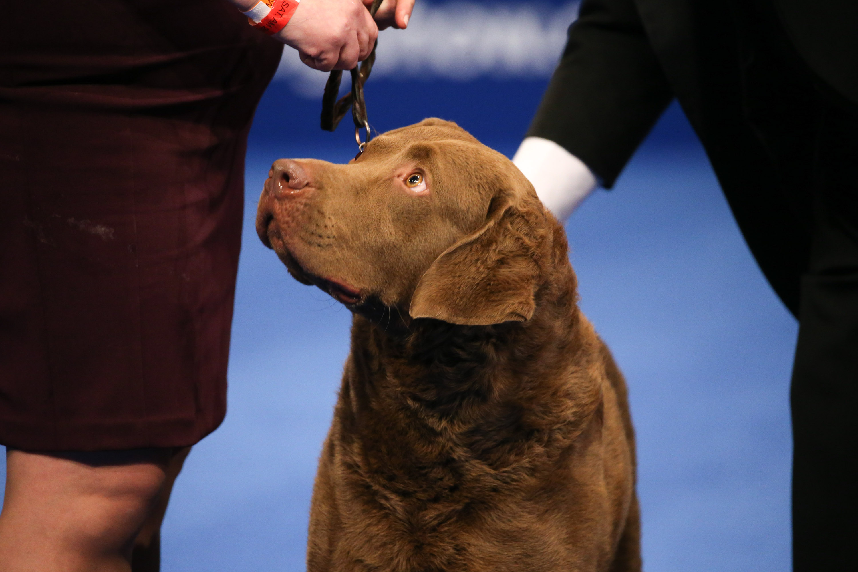 Photos: National Dog Show 2020