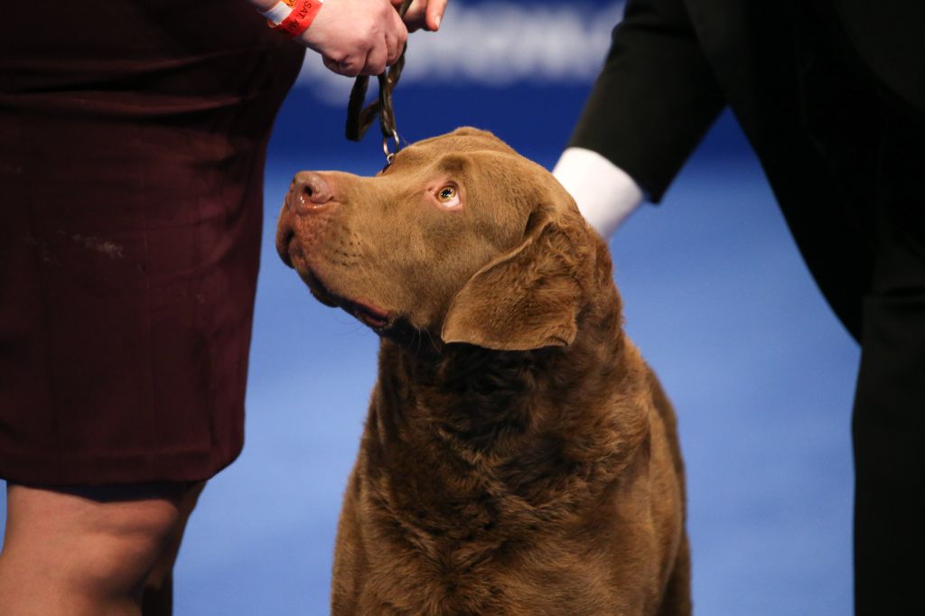 Photos: National Dog Show 2020