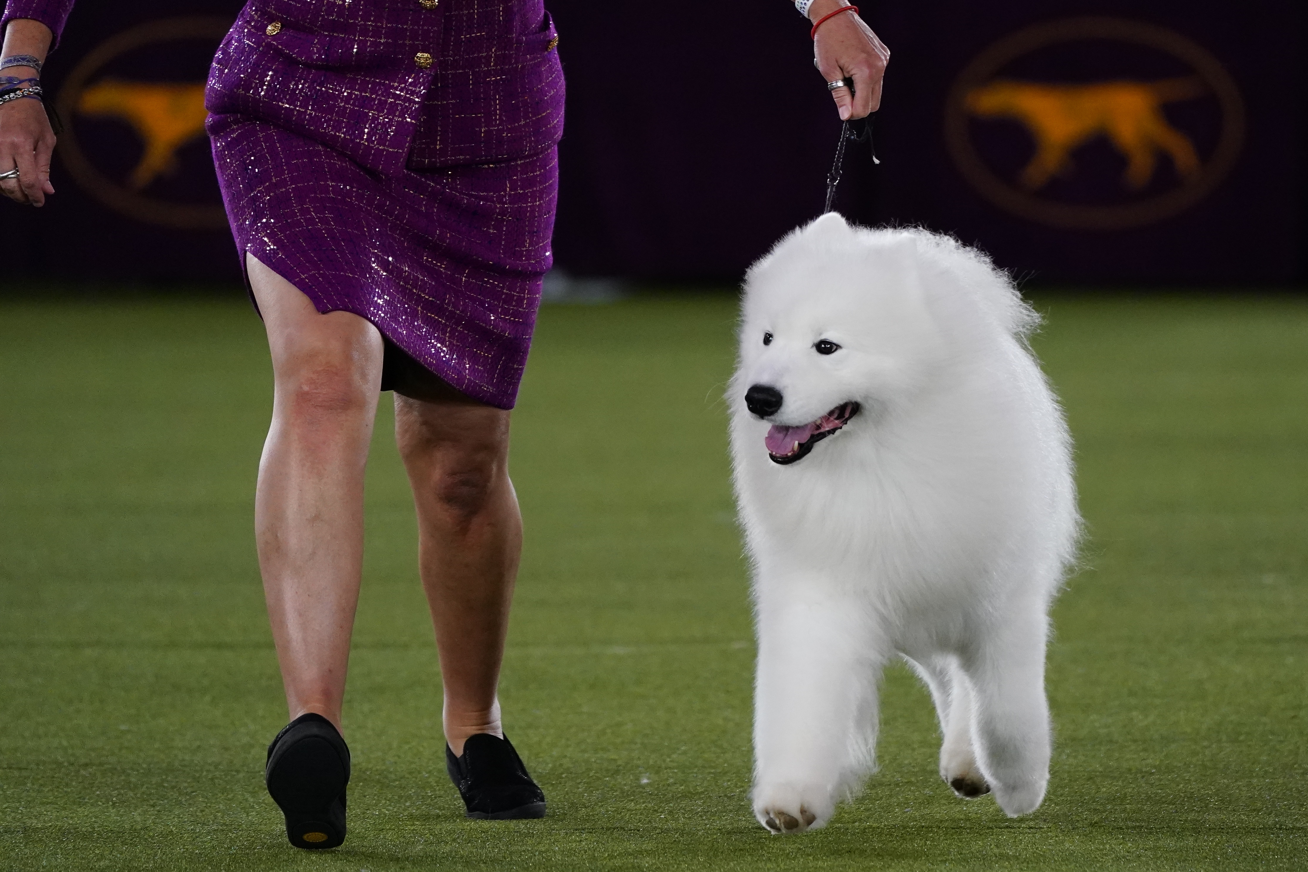Photos: Westminster Dog Show 2022
