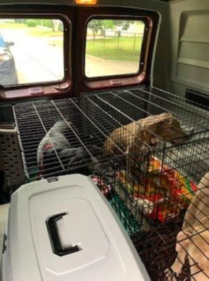 Photos: Dozens of animals and 300 fish rescued in Ohio