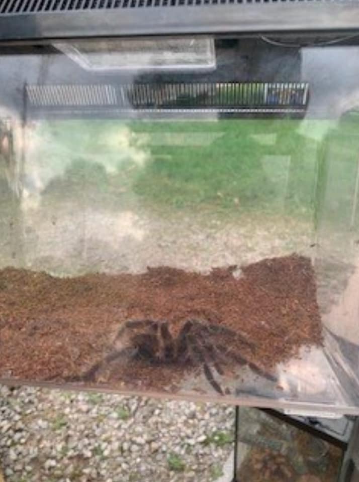 Photos: Dozens of animals and 300 fish rescued in Ohio
