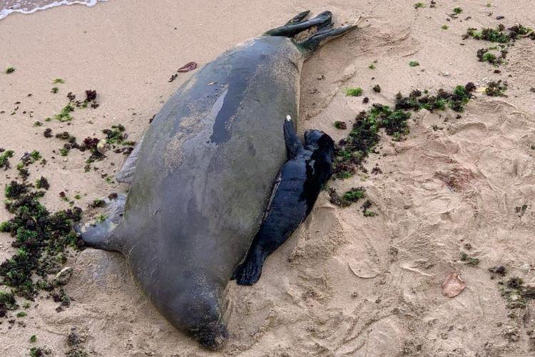 Nursing seal attacks, injures swimmer in Hawaii