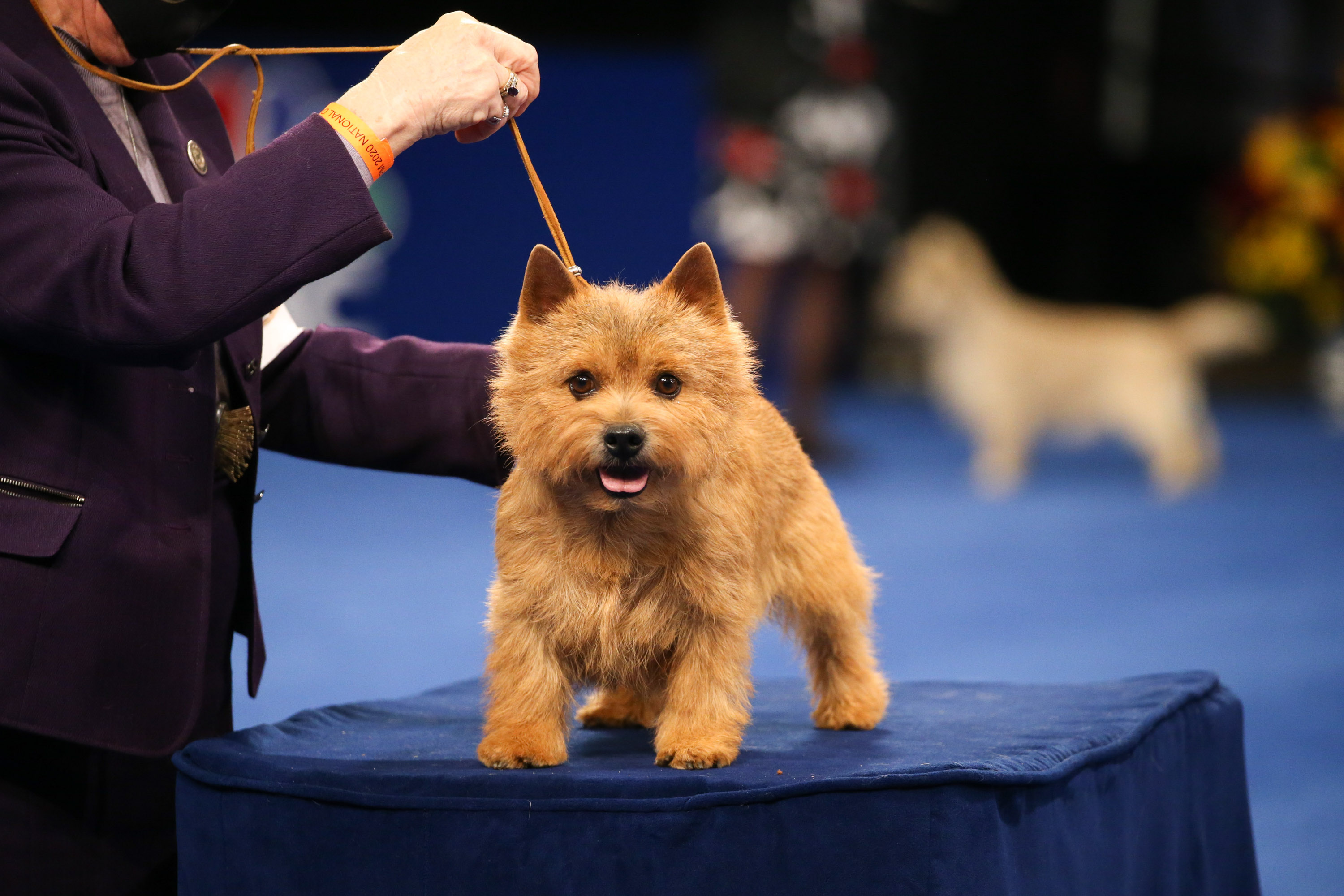 Photos: National Dog Show 2020