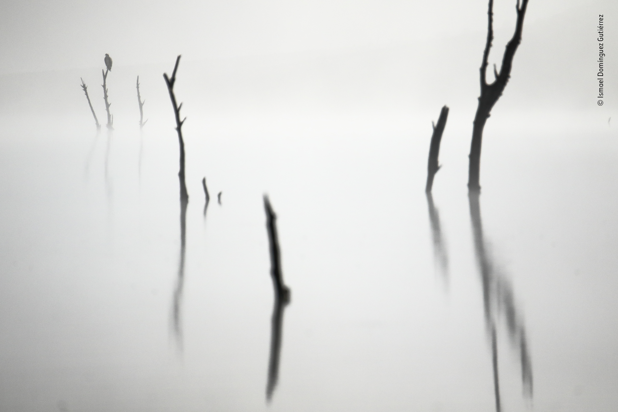 Wildlife Photographer of the Year 2022 entries