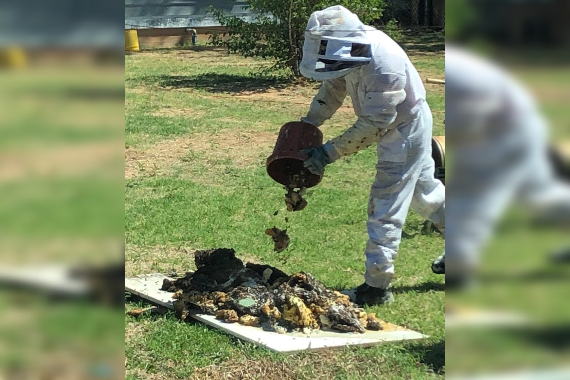 Texas man attacked by ‘particularly aggressive’ bees