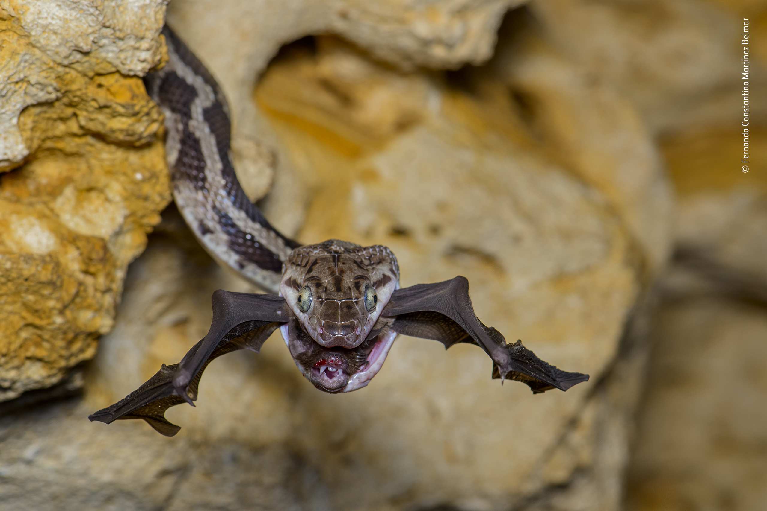 Wildlife Photographer of the Year 2022 entries