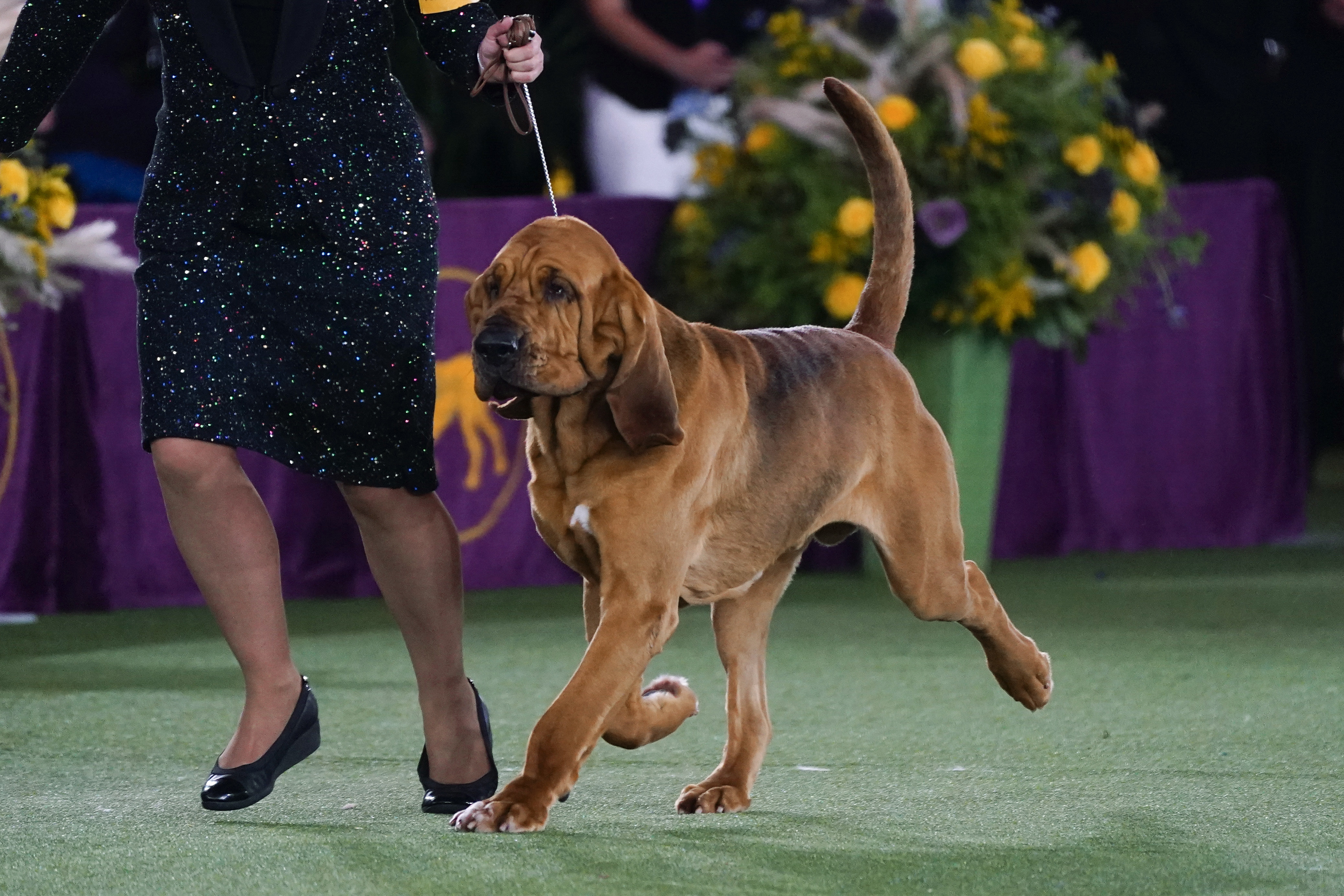 Photos: Westminster Dog Show 2022