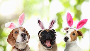 Your rescue pet could be the next Cadbury ‘bunny’ – and win $5,000
