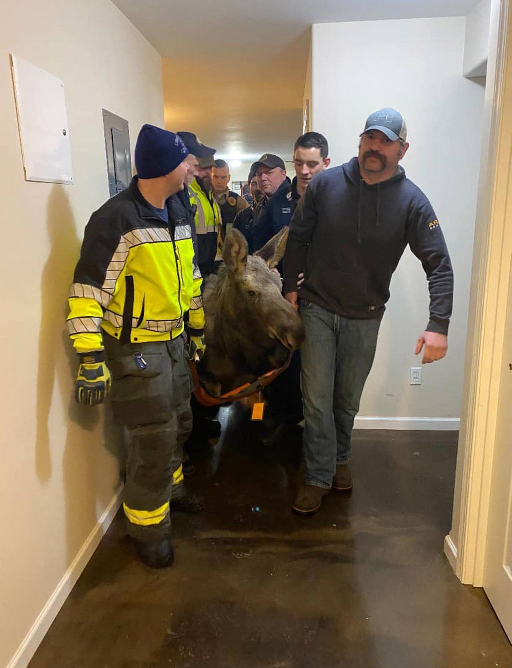Moose rescued from Alaskan basement