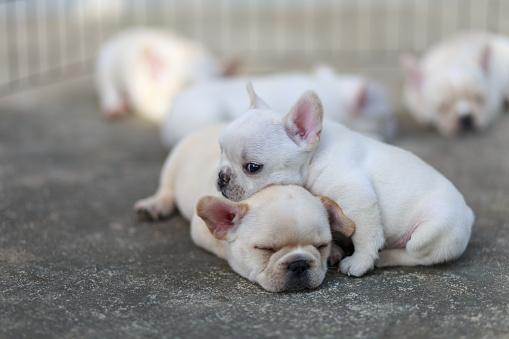 French bulldogs