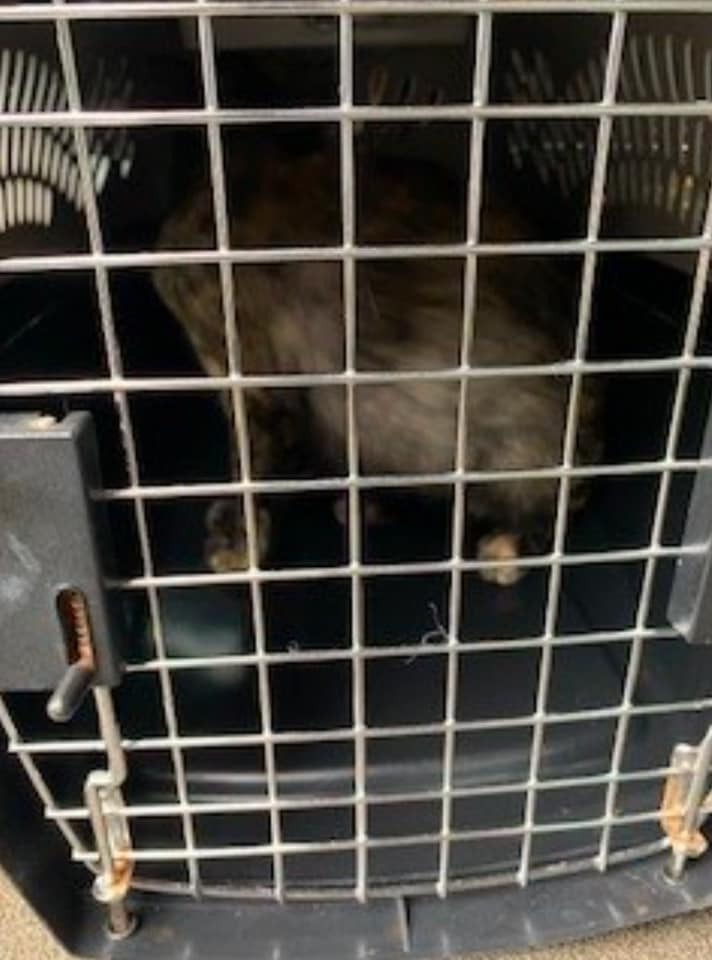 Photos: Dozens of animals and 300 fish rescued in Ohio