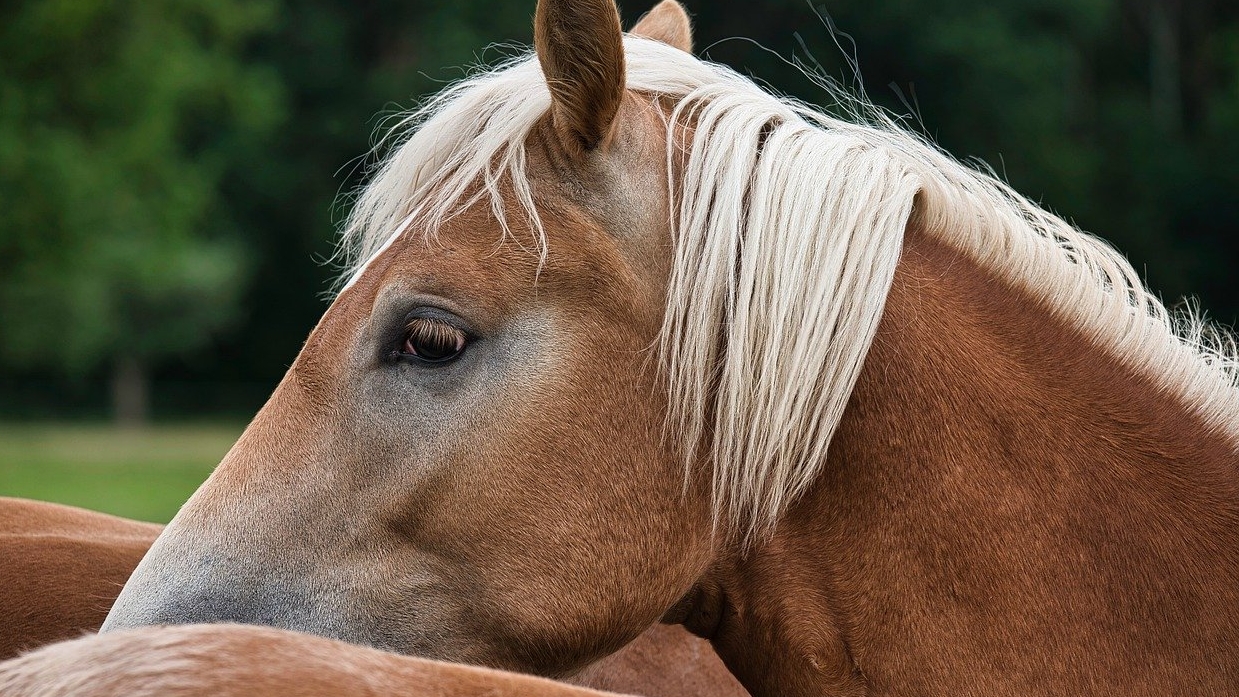 Topless Tennessee woman charged with public intoxication after chewing on miniature horse's mane