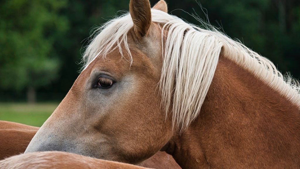 Topless Tennessee woman charged with public intoxication after chewing on miniature horse's mane