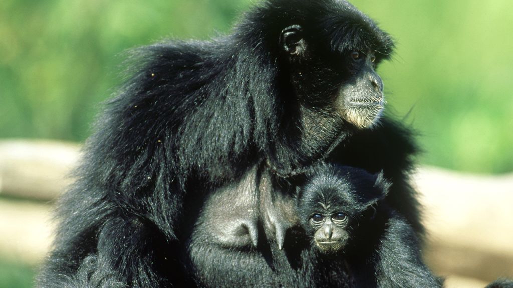 Virginia Zoo's new baby siamang needs a name; public can help choose