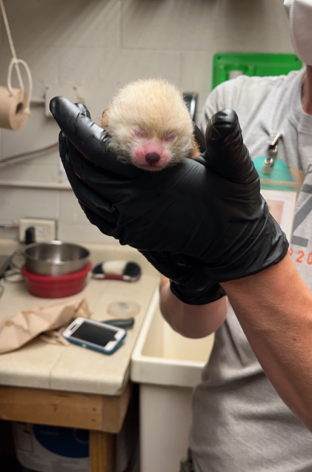 Michigan zoo welcomes red panda cub
