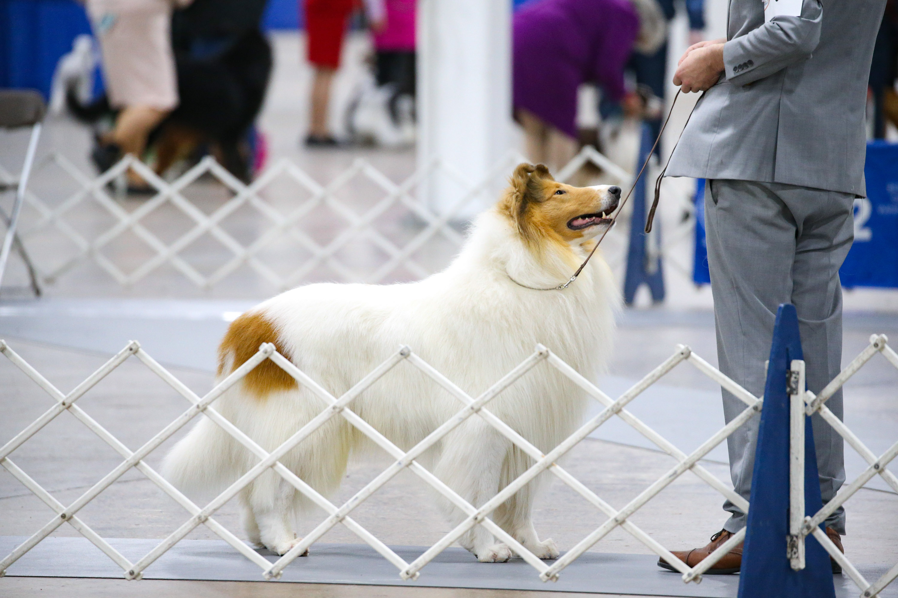 Photos: National Dog Show 2020