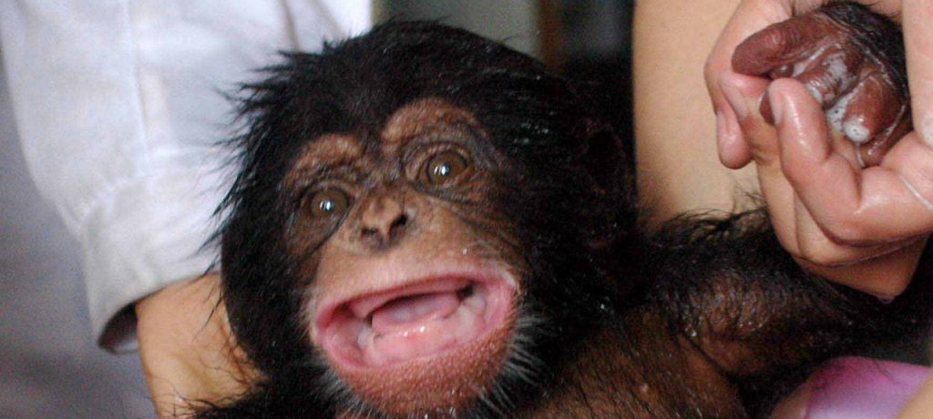 Baby chimpanzee born at Kansas zoo