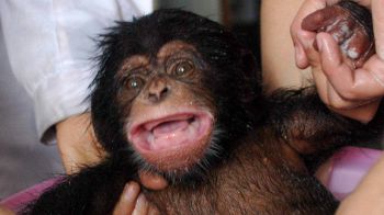 Baby chimpanzee born at Kansas zoo