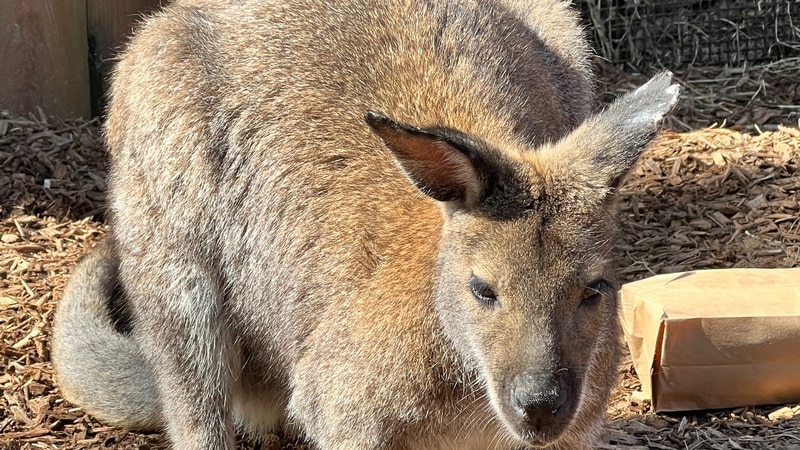 Missing wallaby found safe