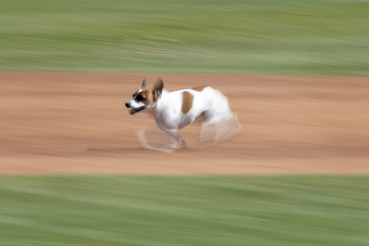 Photos: Russell terrier Macho declared fastest dog baserunner at Dodger Stadium