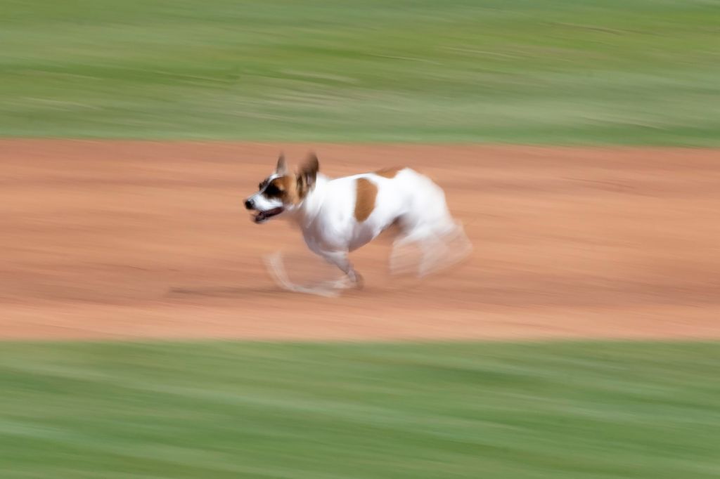 Photos: Russell terrier Macho declared fastest dog baserunner at Dodger Stadium
