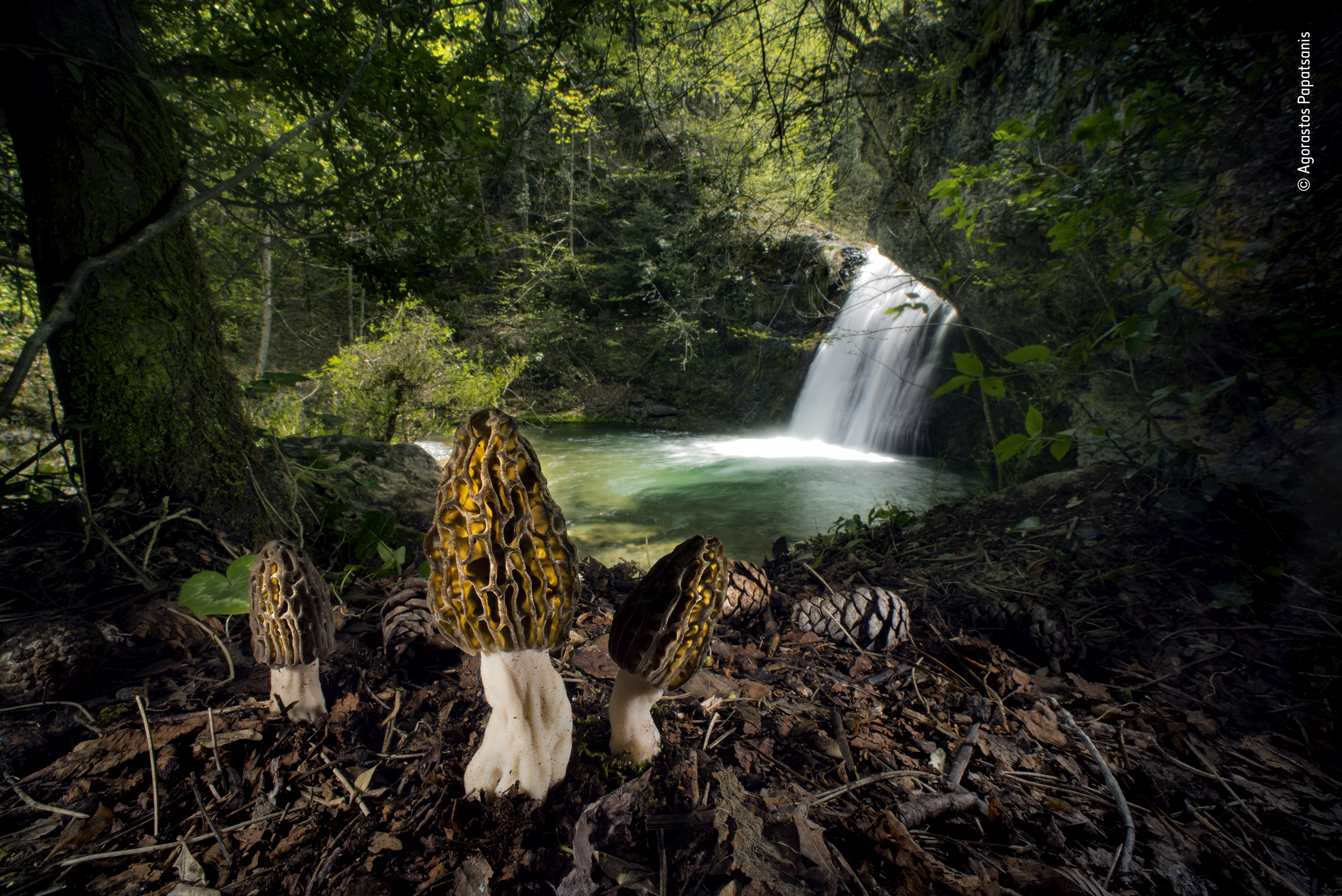 Wildlife Photographer of the Year 2022 entries