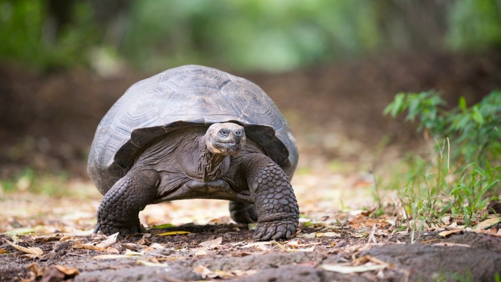 Stolen tortoises