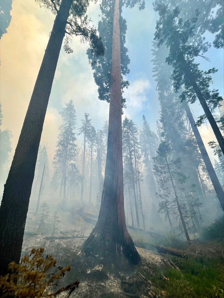 Wildfire imperils giant sequoias