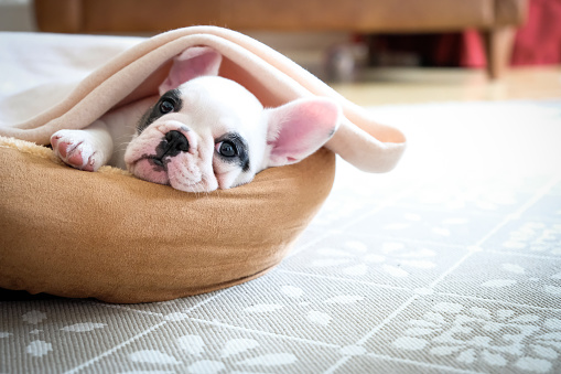 French bulldogs