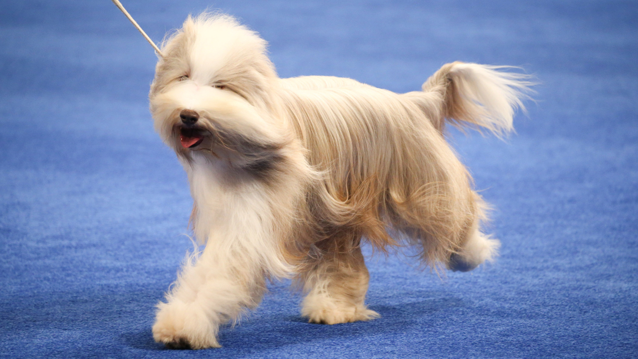Photos: National Dog Show 2020