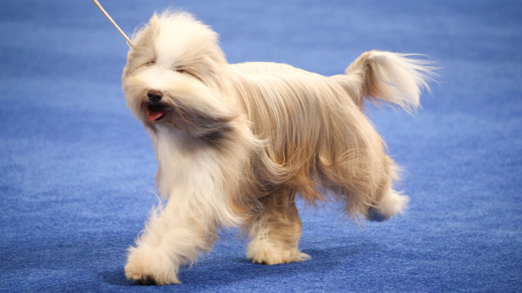 Photos: National Dog Show 2020