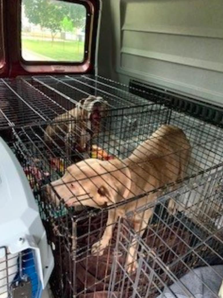 Photos: Dozens of animals and 300 fish rescued in Ohio