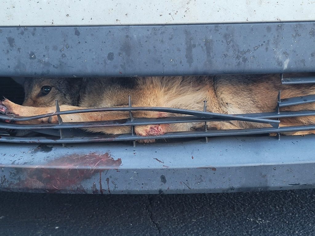 Coyote rescued from inside of car grille