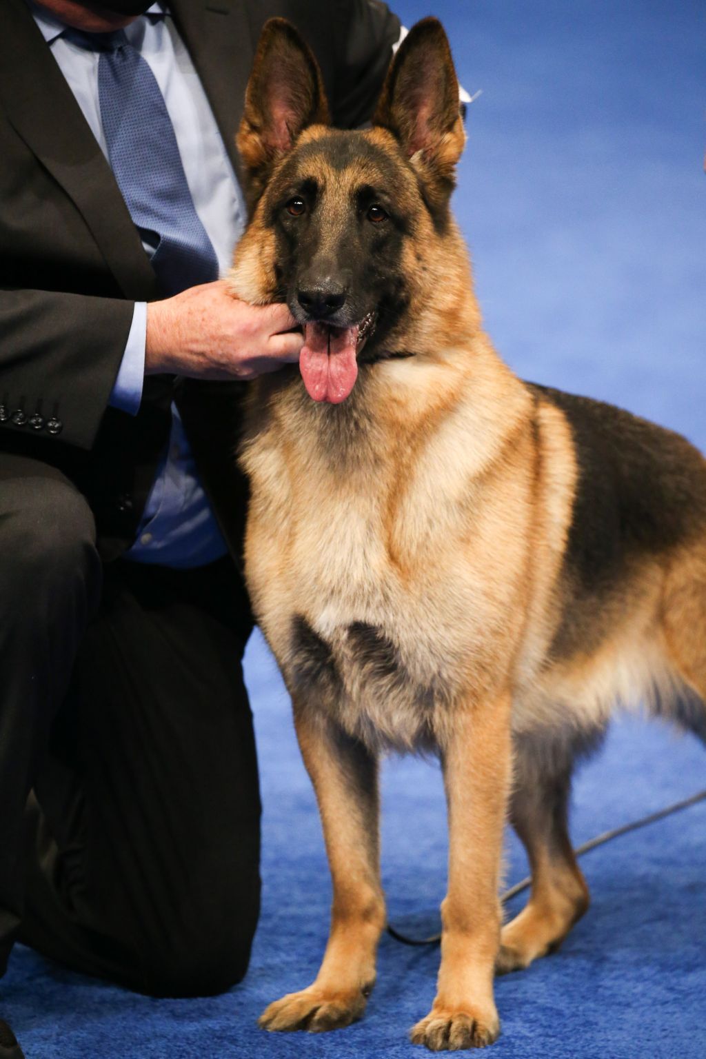 Photos: National Dog Show 2020