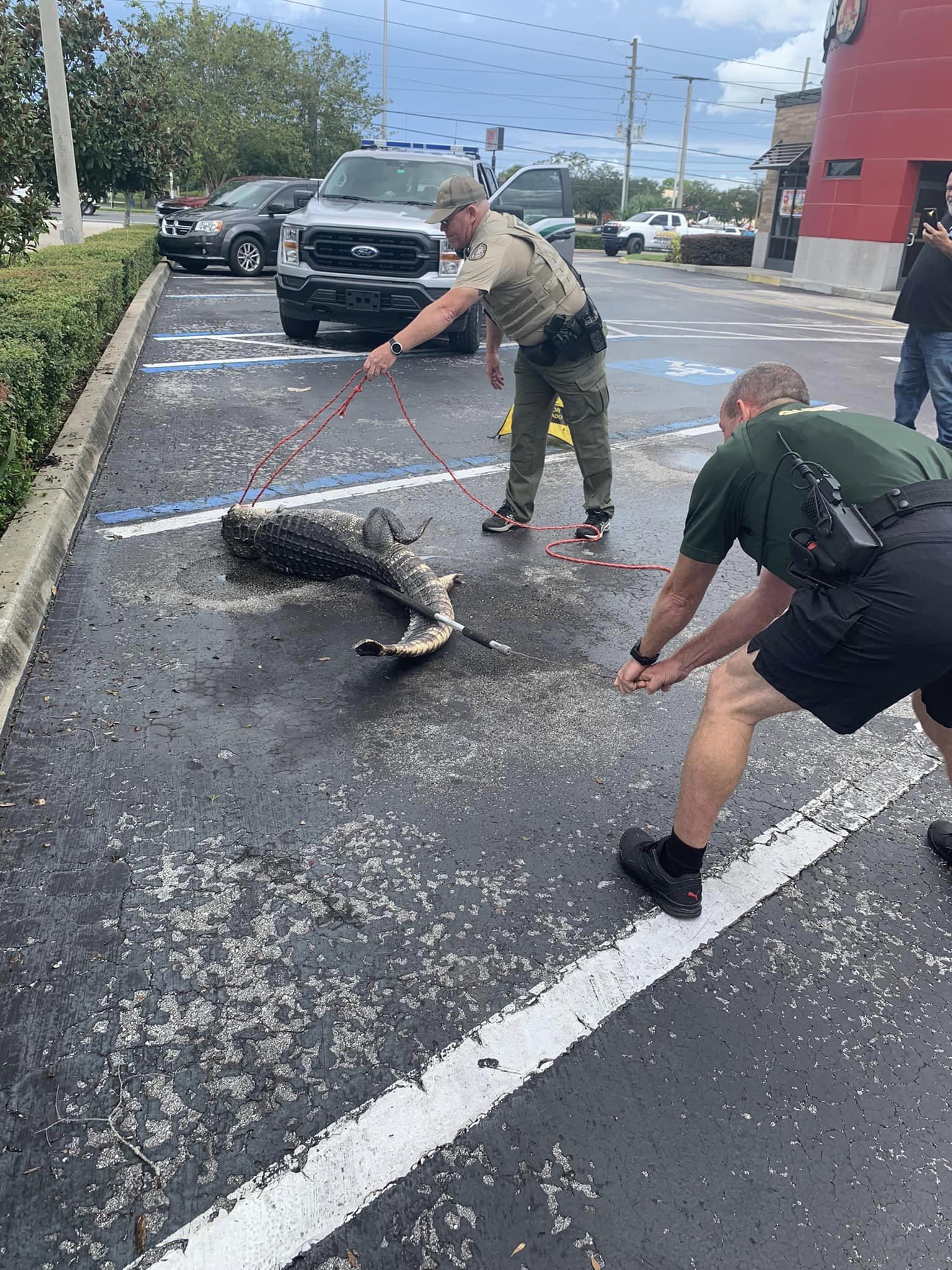 Deputies wrangle alligator ‘loitering’ at Florida Wendy’s
